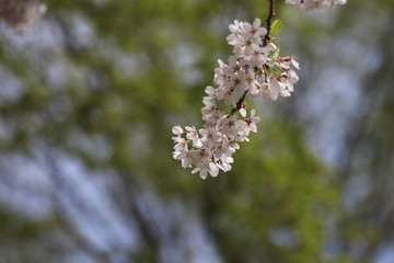 Fototapeta premium Close up beautiful cherry blooms flowers in the park