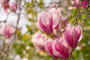 Fototapeta premium 木蓮の花