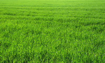 Green grass texture from a field