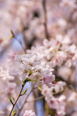 桜の花