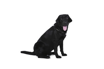 Black labrador retriever puppy 1 year old, sitting isolated on white background