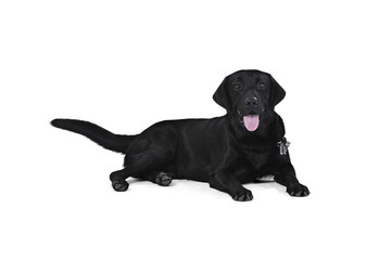 Black labrador retriever puppy 1 year old, sitting isolated on white background