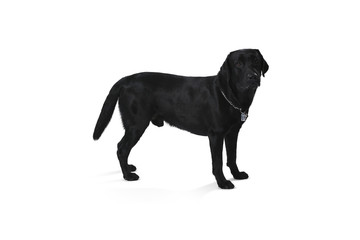 Obraz premium Black labrador retriever puppy 1 year old, standing isolated on white background