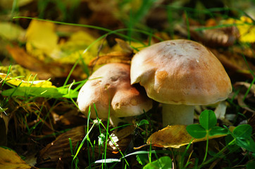 Mushrooms in the autumn forest.