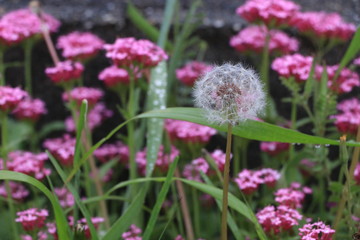 Close up the white grass flower among pink flowers in grass field
