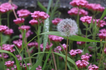 Fototapeta premium Close up the white grass flower among pink flowers in grass field