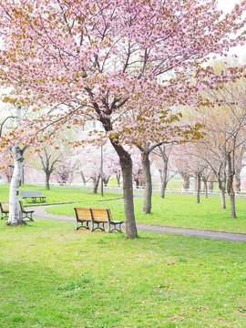 公園の桜風景
