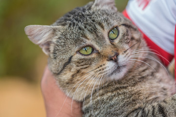 Cat with Big Green Eyes