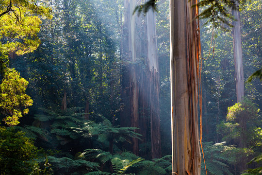 Fototapeta Native Australian rainforest in Dandenong Ranges, Victoria, Australia