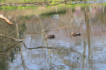 Close up the brown teal floating and reflection on the water in the park