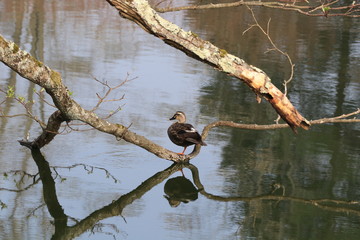 Close up the brown teal standing on branch and reflection on water in the pond