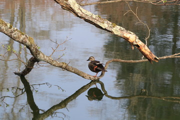 Close up the brown teal standing on branch and reflection on water in the pond