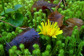 Yellow moss and forest moss.