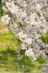 枝垂桜