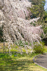 Fototapeta premium 枝垂桜