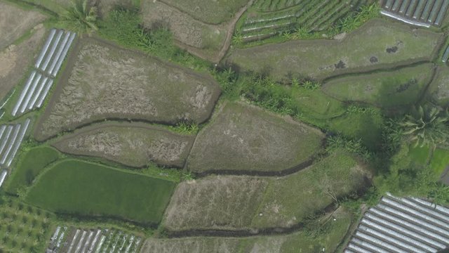 Green rice field in aerial footage bird view,  Yogyakarta, Indonesia - April 2018