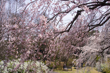 Fototapeta premium 枝垂桜