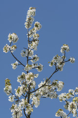 White cherry blossoms.