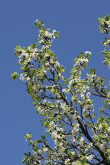 White plum blossoms.