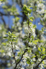 White plum blossoms.