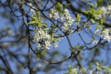 White plum blossoms.