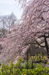 枝垂桜