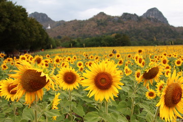 Yellow flowers field sunflower