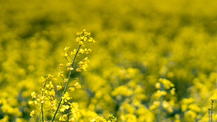 yellow Rapeseed field background. Field of bright yellow rapeseed in spring