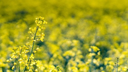 yellow Rapeseed field background. Field of bright yellow rapeseed in spring