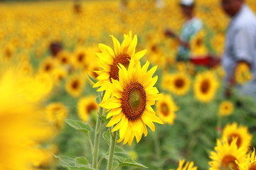 Yellow flowers field sunflower