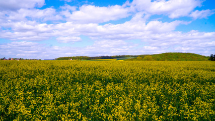 Yellow oilseed rape field under the blue sky with sun.