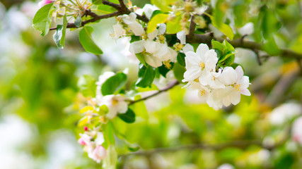 Beautiful blooming apple trees in spring park close up.