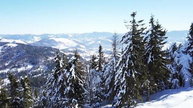 Aerial.Winter time in mountains sunny hills with white snow.Pines

