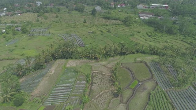 Green rice field in backward aerial footage,  Yogyakarta, Indonesia - April 2018