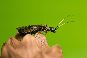 Leaf-rolling sawflie, Pamphiliidae on cone