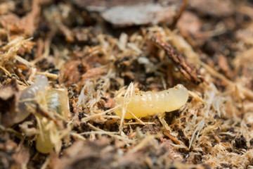 Myrmycinae larva on wood
