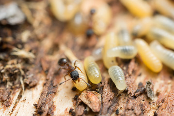 Myrmycinae ant carrying larva