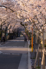 桜並木のある街並み