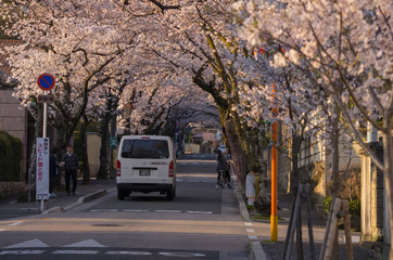 桜並木のある街並み