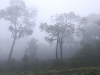 Fototapeta na wymiar Forests with dense fog.