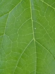 Leaf pattern