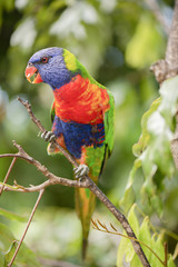 Rainbow lorikeet