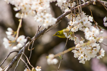 メジロと桜