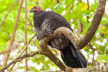 Brushturkey perching on a tree branch under green canopy