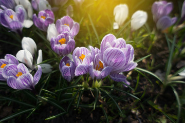 Blooming crocus flowers in the park. Spring landscape. Beauty in nature