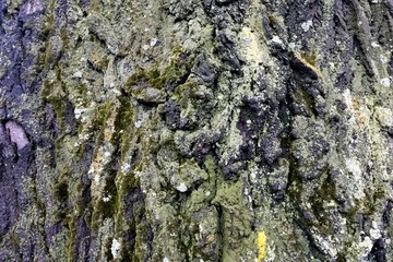 texture of bark of an old poplar covered with moss