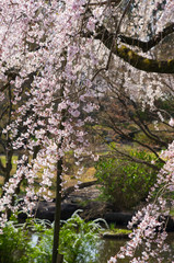 枝垂桜