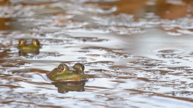 American Bullfrog in water during a rain