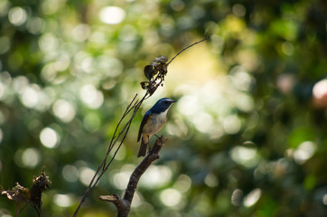 小枝にとまるルリビタキ