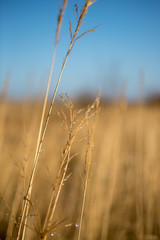 Fototapeta premium Close-uo of dryed weed with waterdrops in the winter